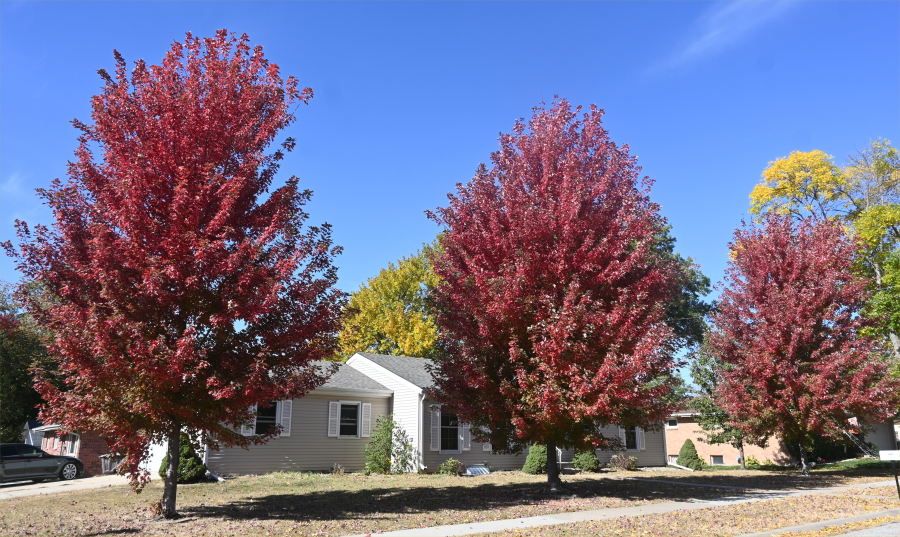 colorful trees during the fall