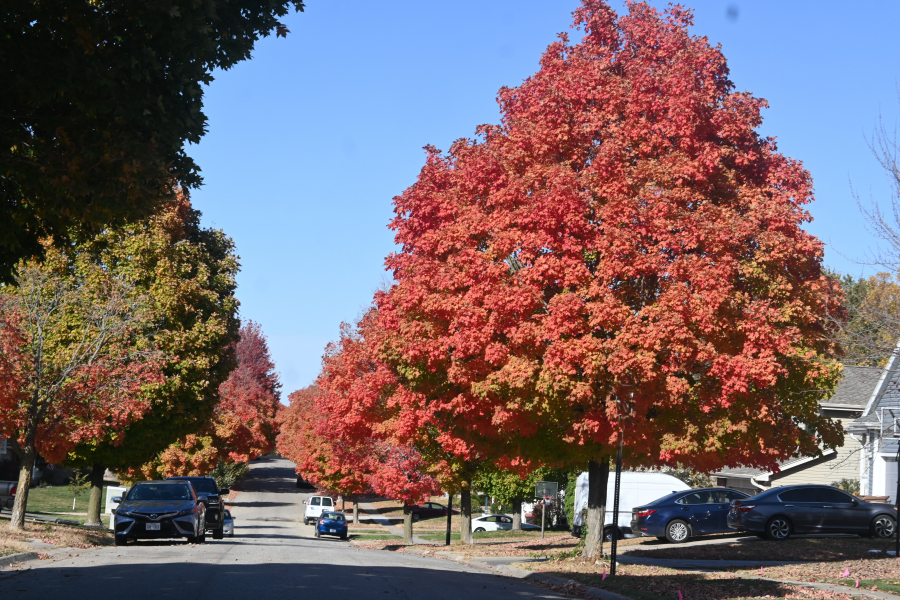 colorful trees during the fall