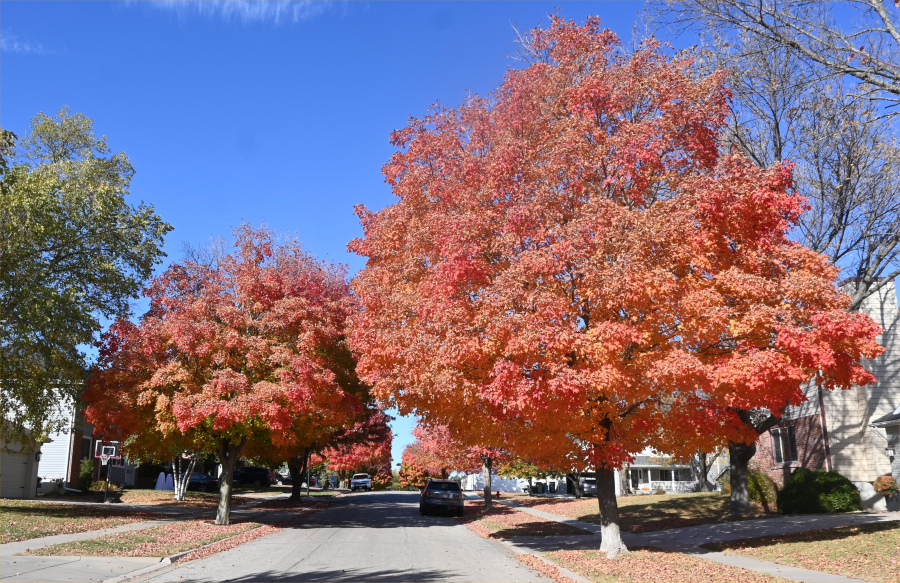 colorful trees during the fall