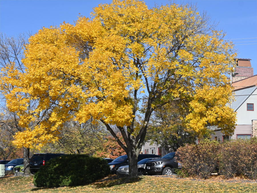 colorful trees during the fall