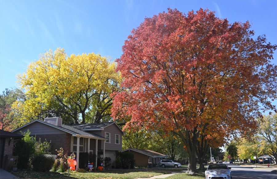 colorful trees during the fall