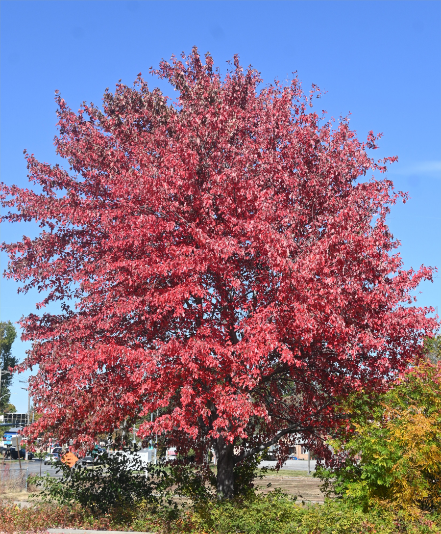 colorful trees during the fall