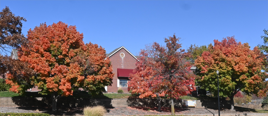 colorful trees during the fall