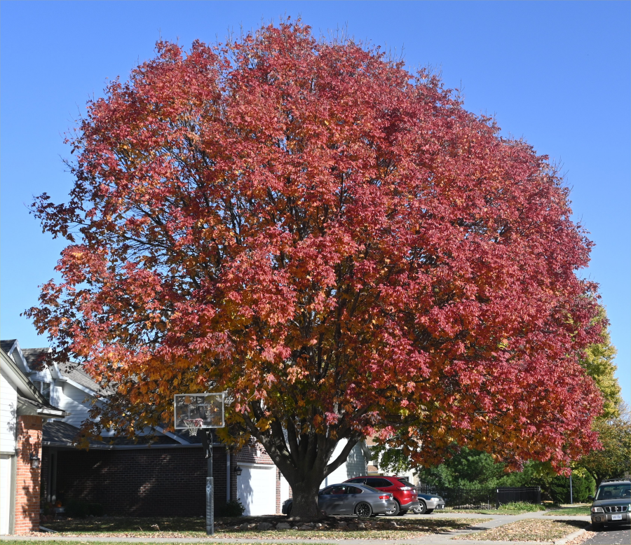 colorful trees during the fall