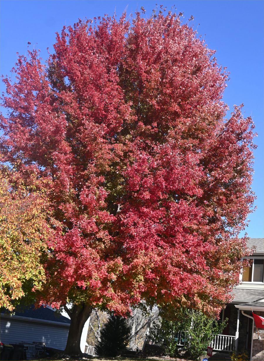 colorful trees during the fall