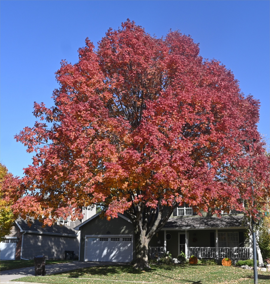 colorful trees during the fall