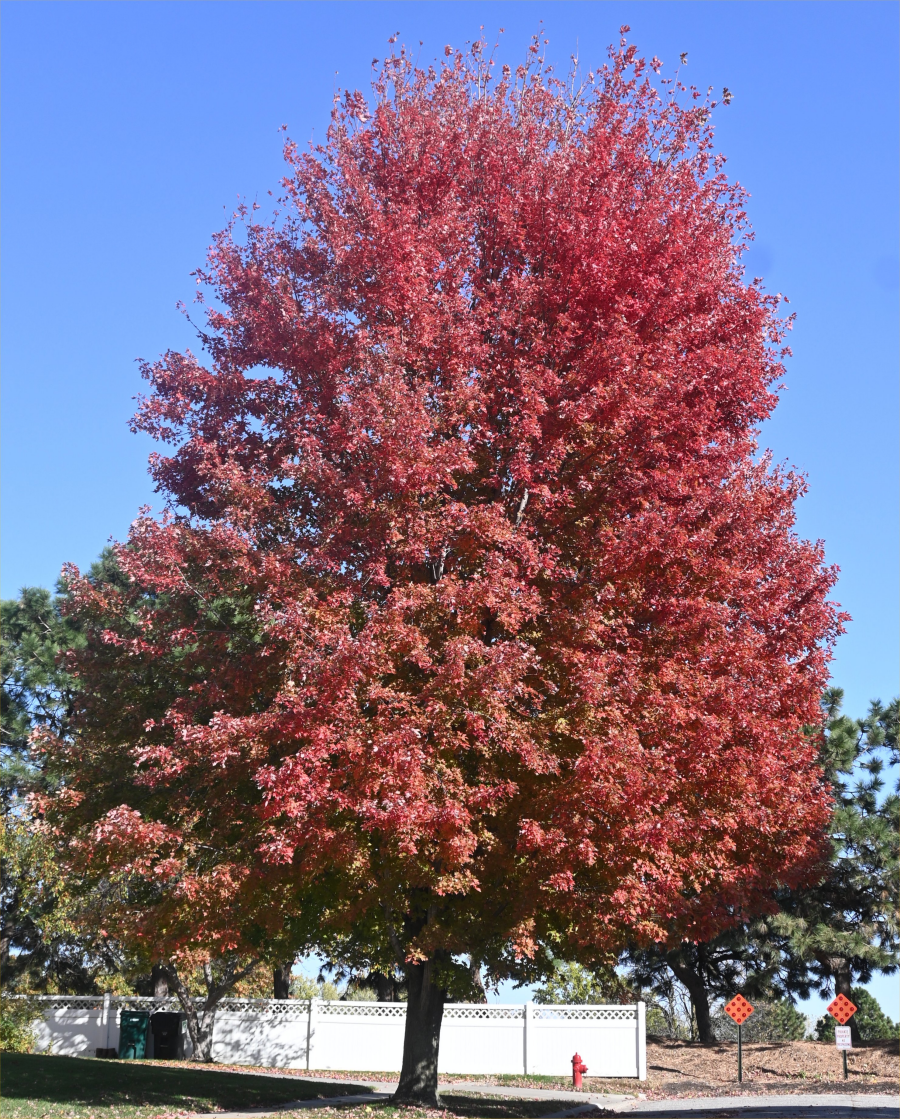 colorful trees during the fall