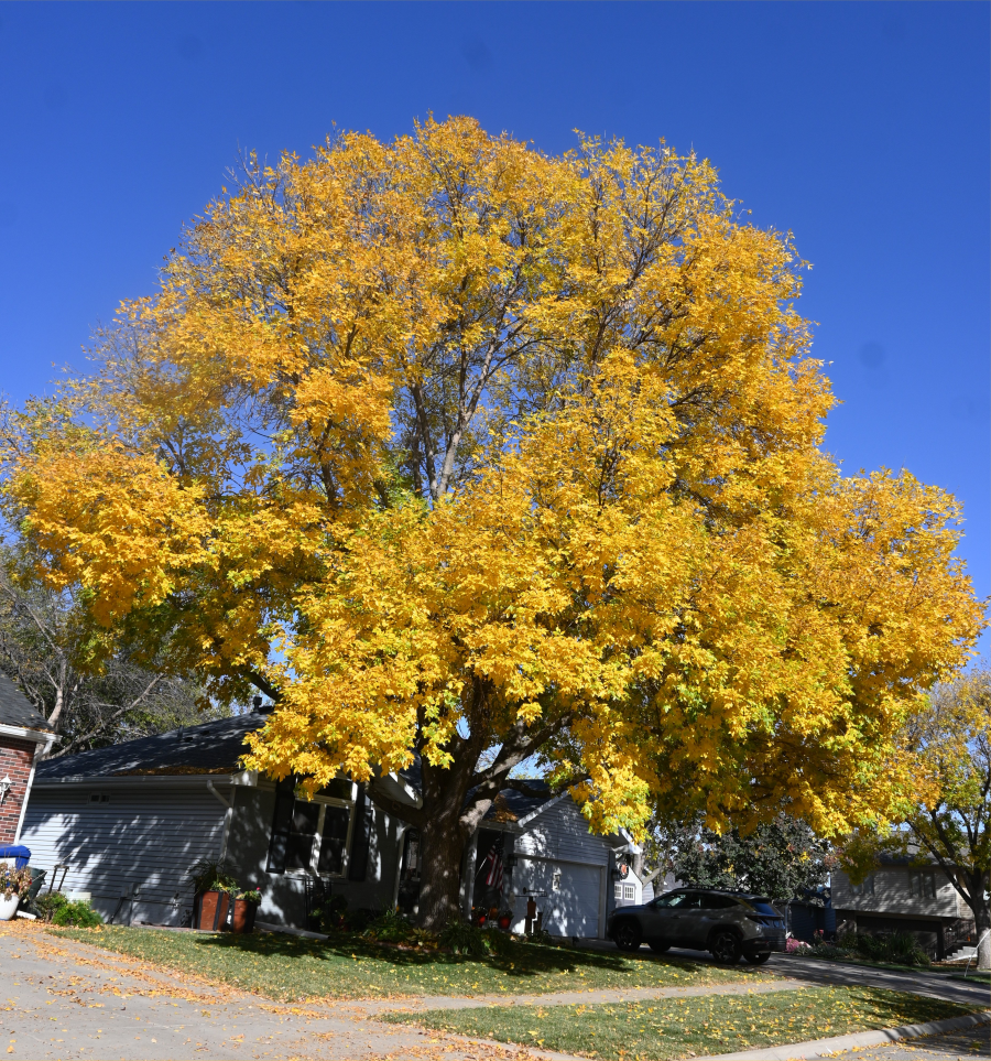 colorful trees during the fall