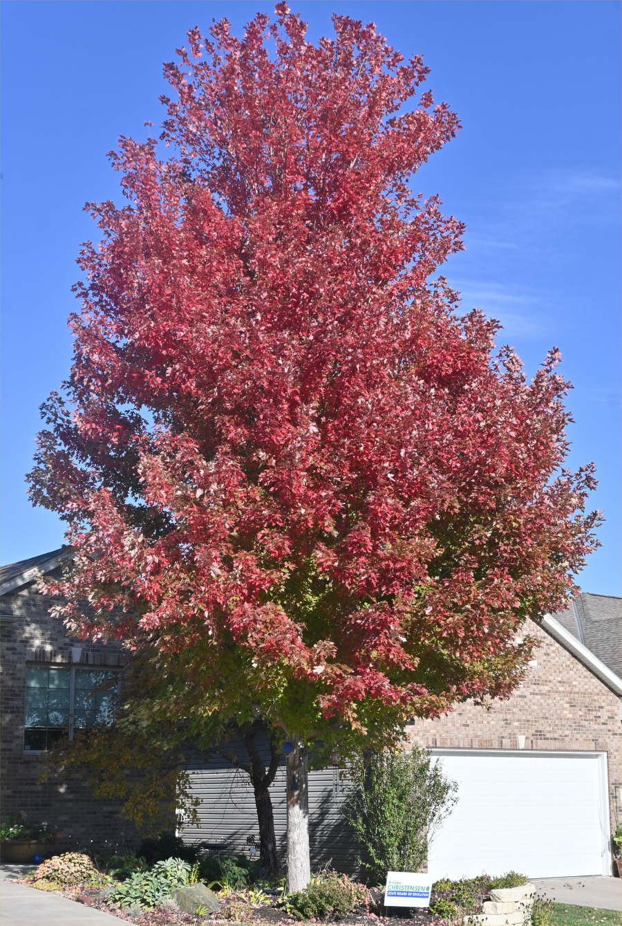 colorful trees during the fall