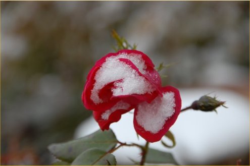 Oct. 10, 2009 Snow covered rose