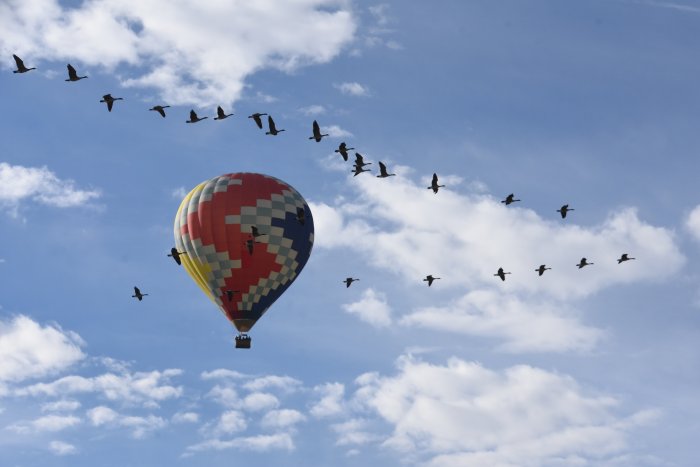 Hot air balloon with colorful patterns flying under a flock of birds in a blue sky with clouds.