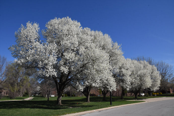 Spring blossoms on trees in Lincoln