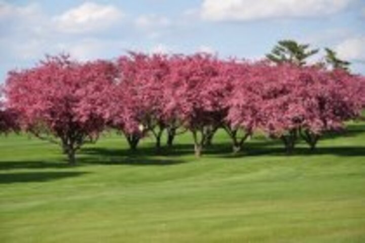 pink trees in a field